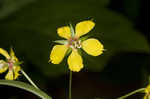 Lanceleaf loosestrife